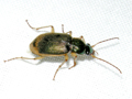 Chlaenius vestitus